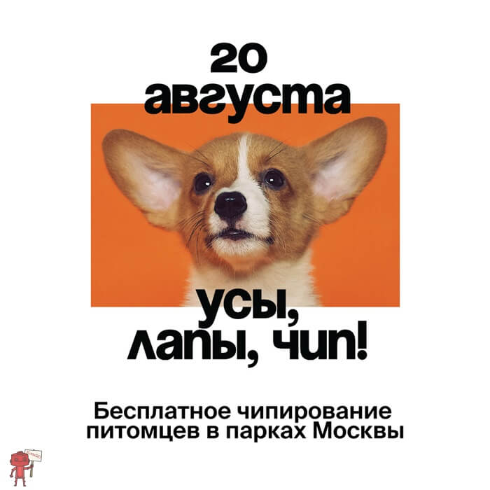 20 августа Акция "Усы, лапы, чип!"